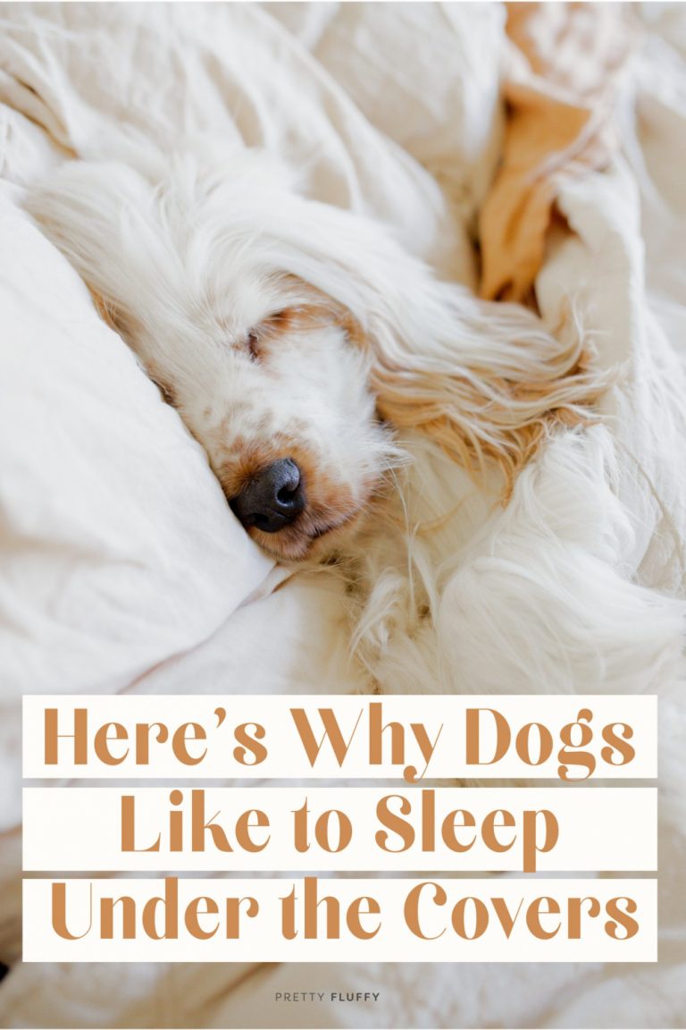 Why Does My Dog Sleep Under the Covers? Pretty Fluffy