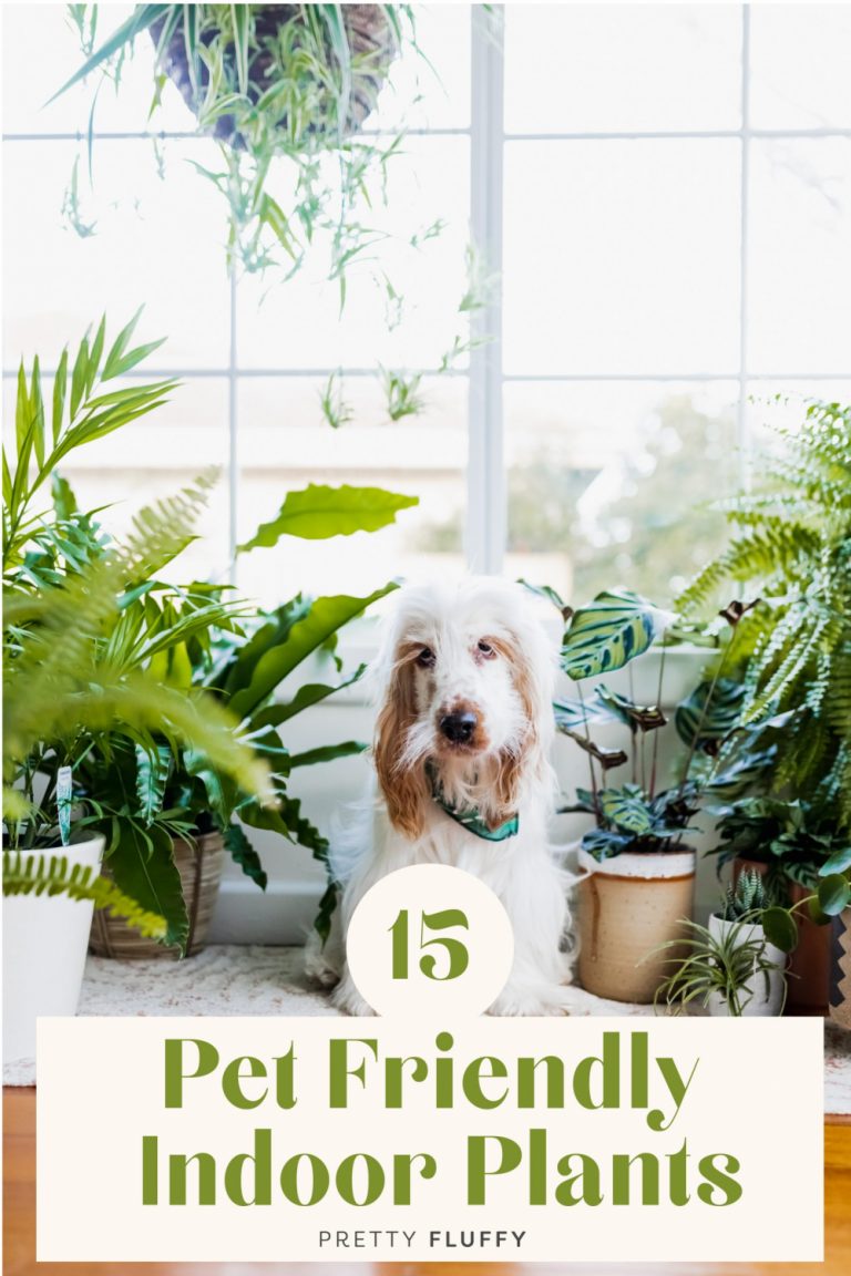 15 Plants That Are Safe For Dogs & Perfect for Your Indoor Jungle