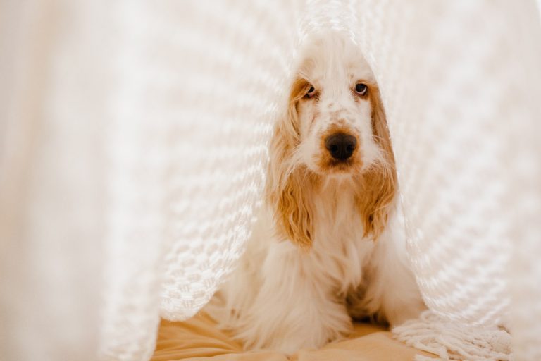 Why Does My Dog Sleep Under the Covers? Pretty Fluffy