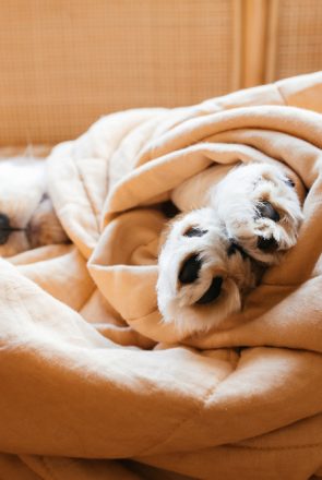 Paws of a puppy wrapped in a blanket