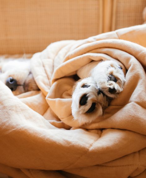 Paws of a puppy wrapped in a blanket