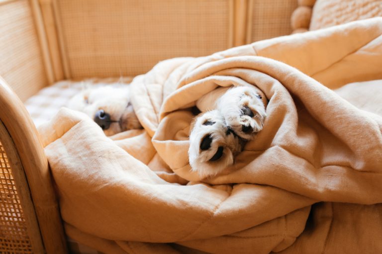 Why Do Dogs Lick Their Paws Constantly? Causes & Remedies