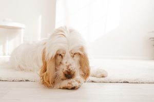 How to Stop Dog from Licking Paws Home Remedy