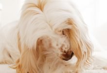 Why dogs lick their paws excessively