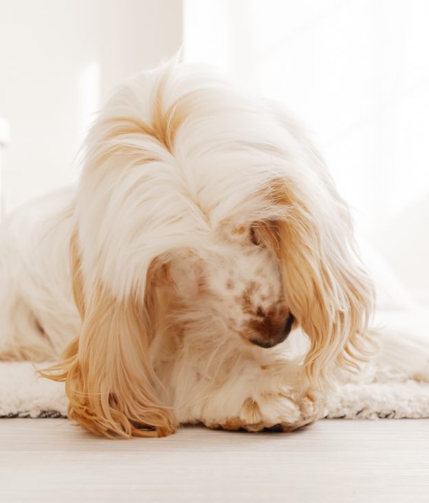 Why dogs lick their paws excessively