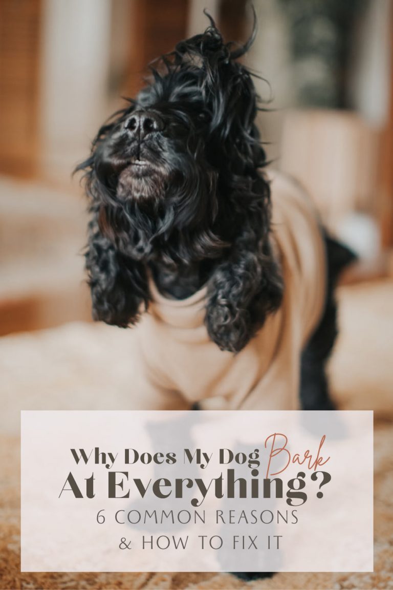 Why Does My Dog Bark At Everything? 6 Reasons & How To Fix It