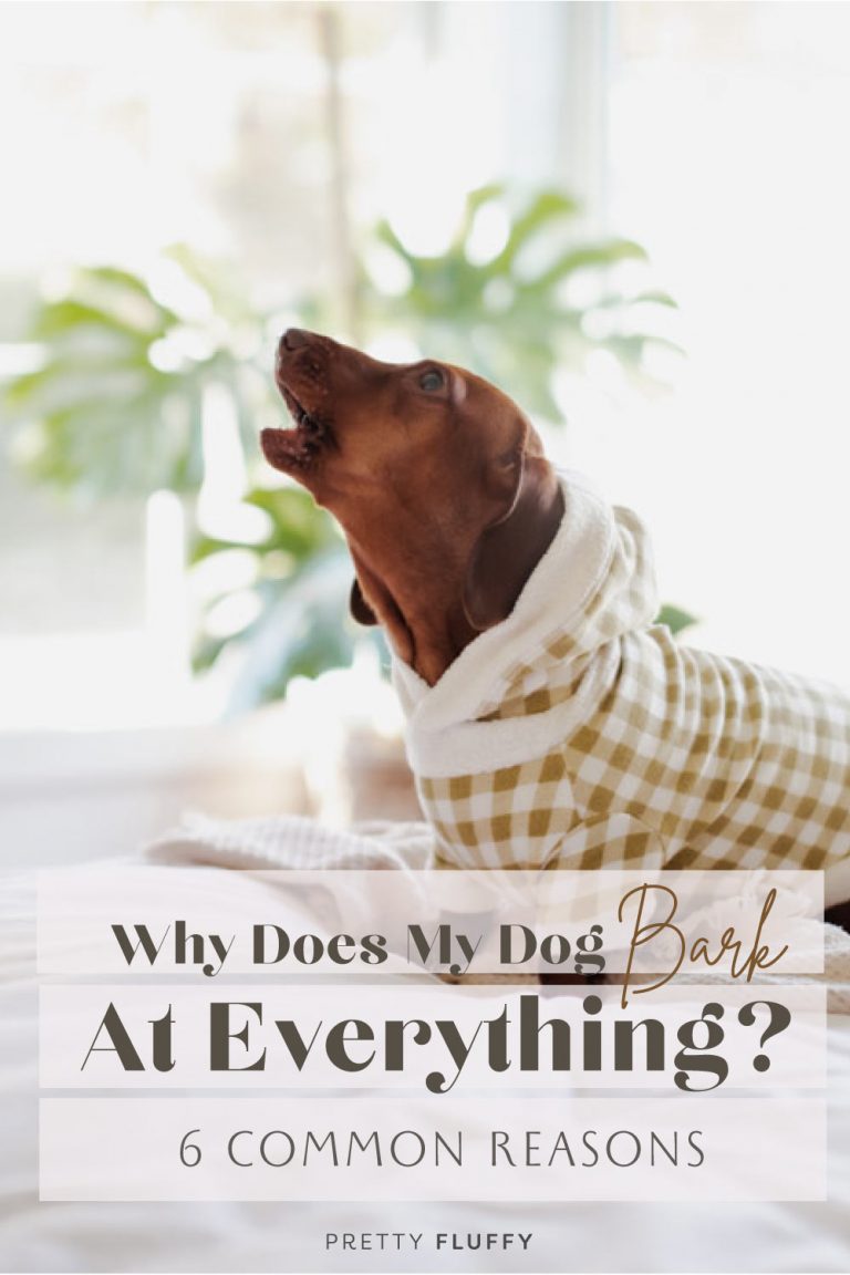 Why Does My Dog Bark At Everything? 6 Reasons & How To Fix It