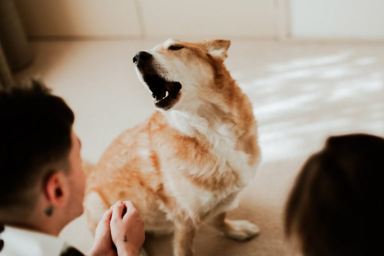 Why Does My Dog Bark At Everything? 6 Reasons & How To Fix It