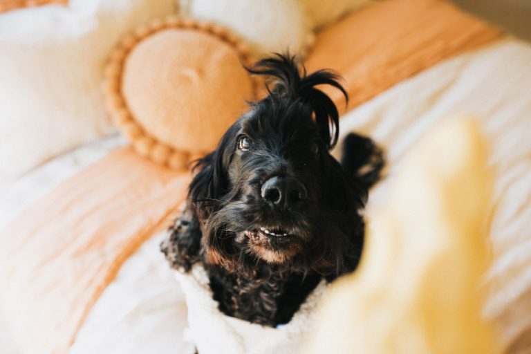 Why Does My Dog Bark At Everything? 6 Reasons & How To Fix It