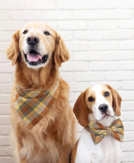 Golden Retriever and Beagle wearing matching autumn plaid dog bandana and bow tie collar accessories.
