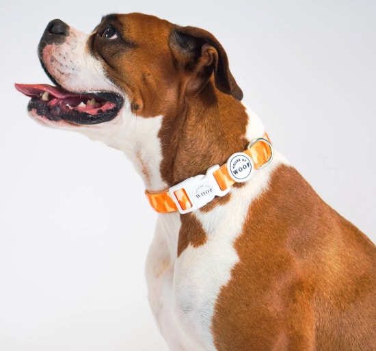 Dog wearing House of Woof Tangerine Dog Collar