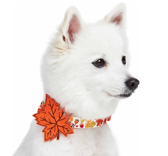 Blueberry Pet Thanksgiving Fall Maple Adjustable Dog Collar with Detachable Accessory - Fall Print Dog Collar