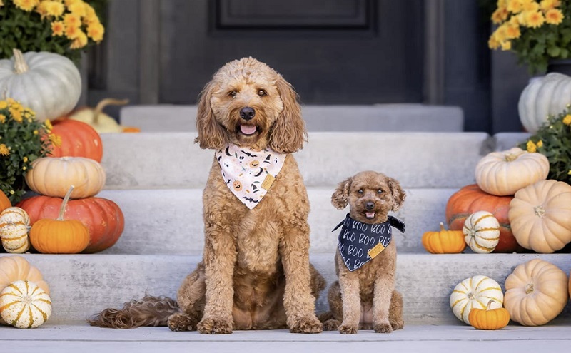 Halloween Dog Bandanas - Header Image