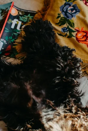 staying in a pet-friendly airbnb