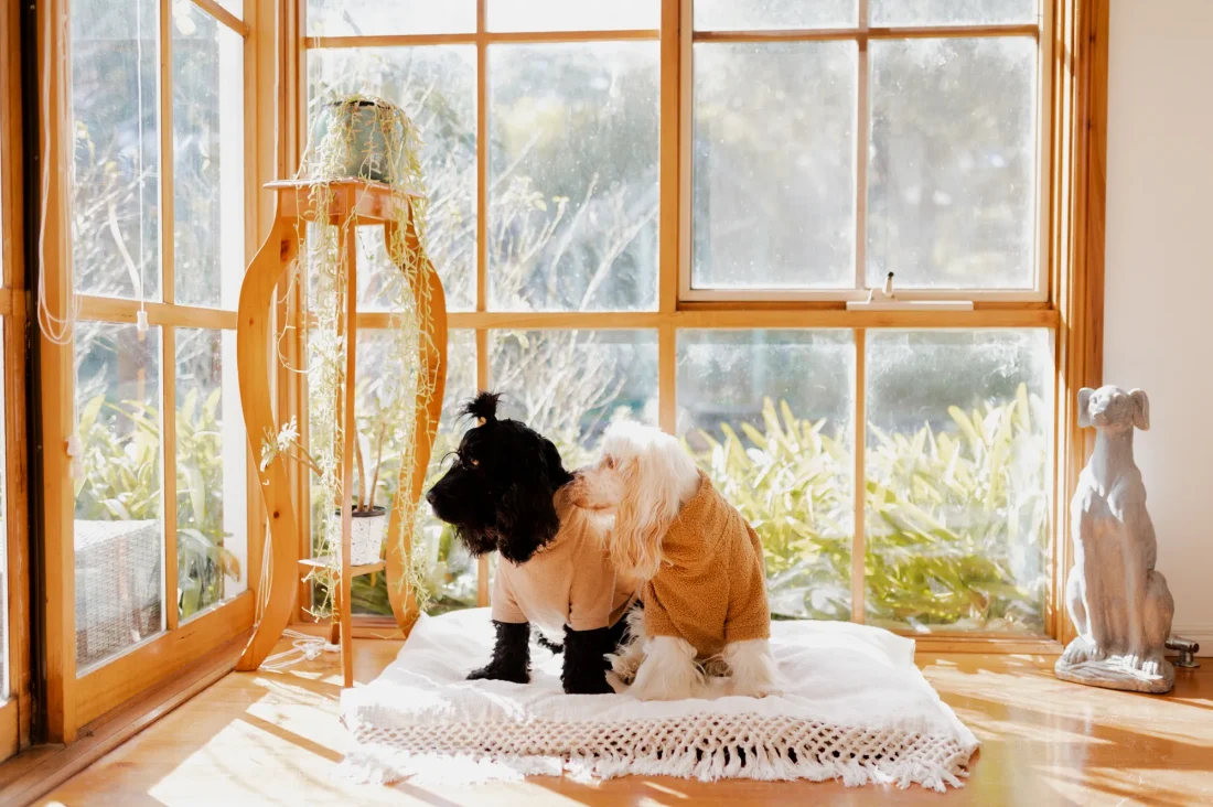 The Ultimate Guide to Staying in a Pet-Friendly Airbnb [2022]