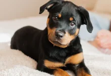 New Puppy Shopping List_ The Essential Free Checklist for Pet Parents