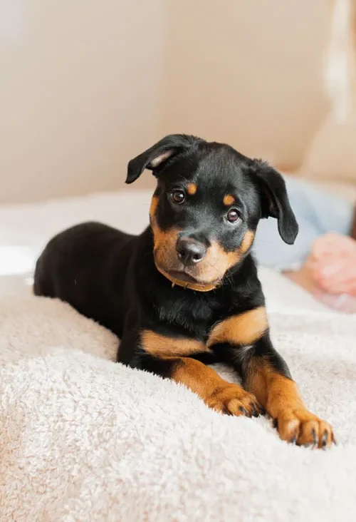 Living in an Apartment with a Dog: How to Keep Your Home Clean