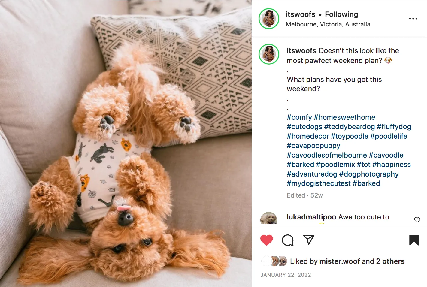 itswoofs dog influencers Ollie and Winky