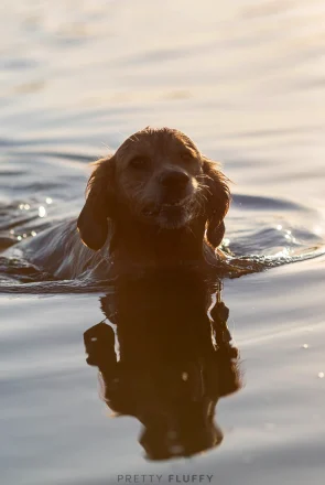 Expert Tips to keep your dog happy and healthy during summer. Including dog summer safety tips to keep them cool, DIY frozen treats and medical advice.