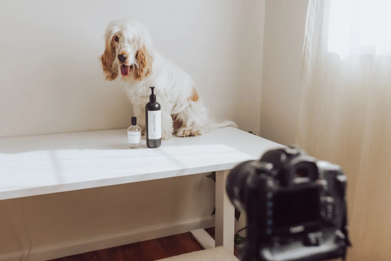 Taking photos of dog and products on the UpDown Desk PRO Electric Standing Desk