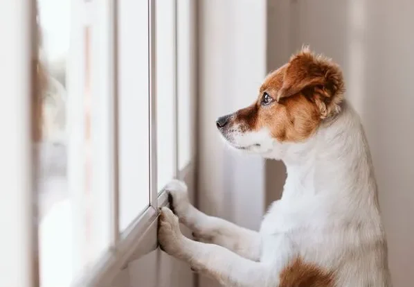 reactive dog looking through the window