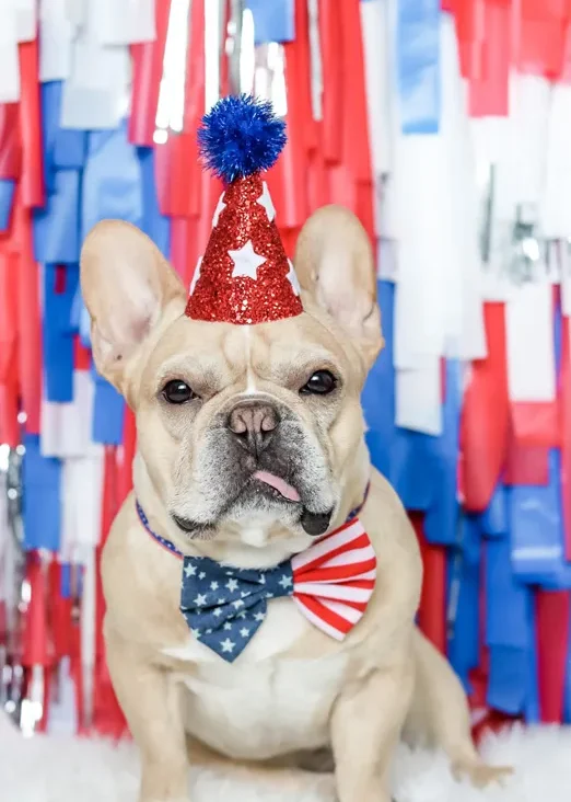 4th of july dog outfits & party hats by The Bark Day Planner
