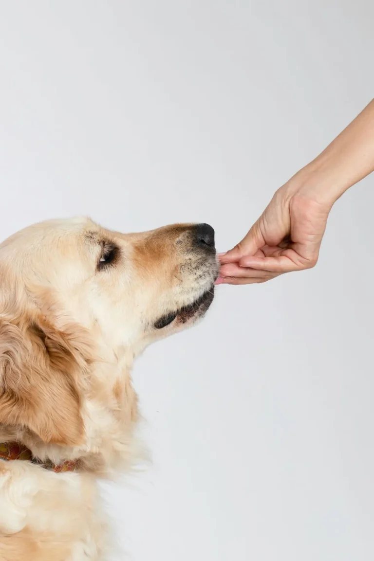 the Signs Your Dog Needs Probiotics