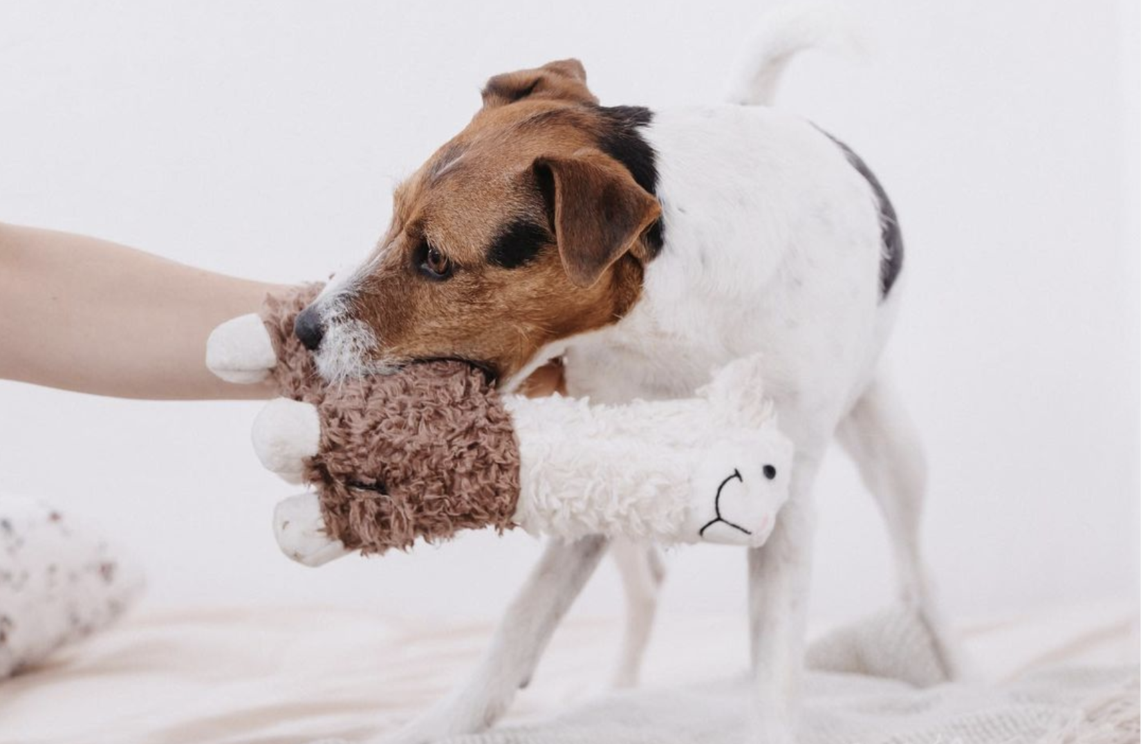 Alpaca Alfredo Dog Soft Toy