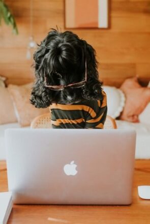 Take Your Dog to Work Day