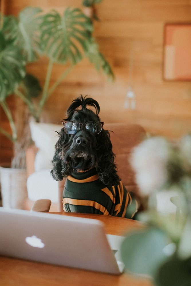 Take Your Dog to Work Day: 6 Reasons Dogs Make the Best Co-Workers