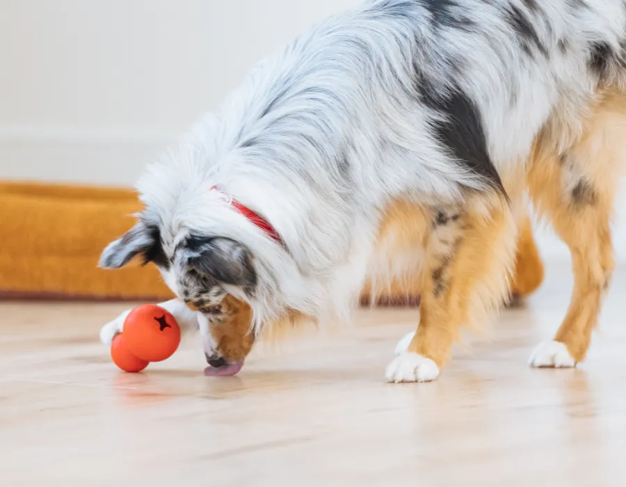 15 Fun & Easy Ways to Mentally Stimulate Your Dog