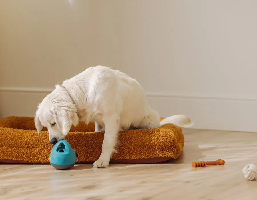 15 Fun & Easy Ways to Mentally Stimulate Your Dog (6)