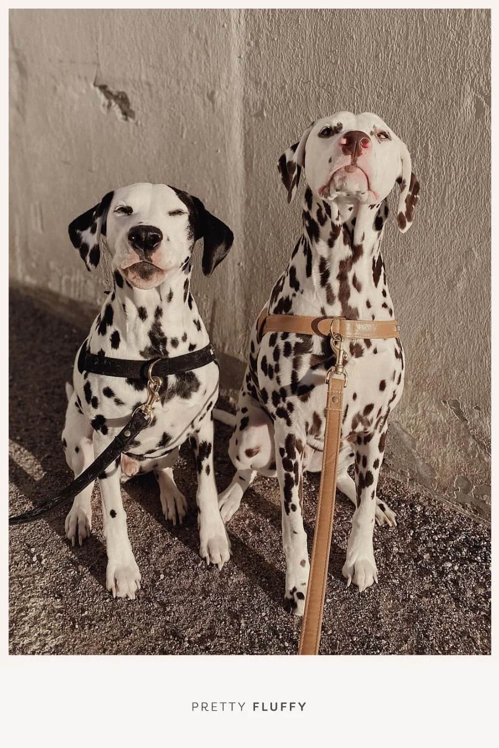 Hound Collection Leather Harness |Editor's Picks- 10 Designer Dog Collars, Leashes & Harnesses