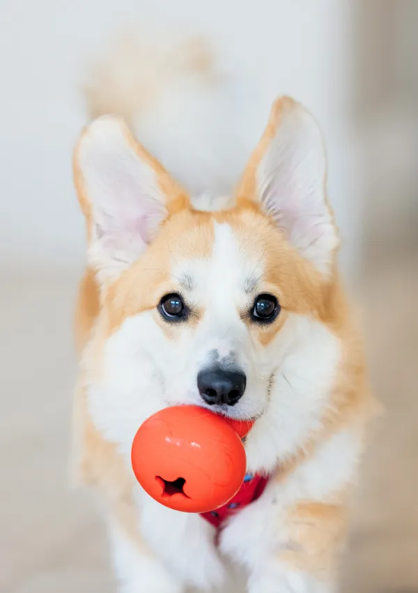 Ideas to mentally stimulate your dog and keep them happy and content