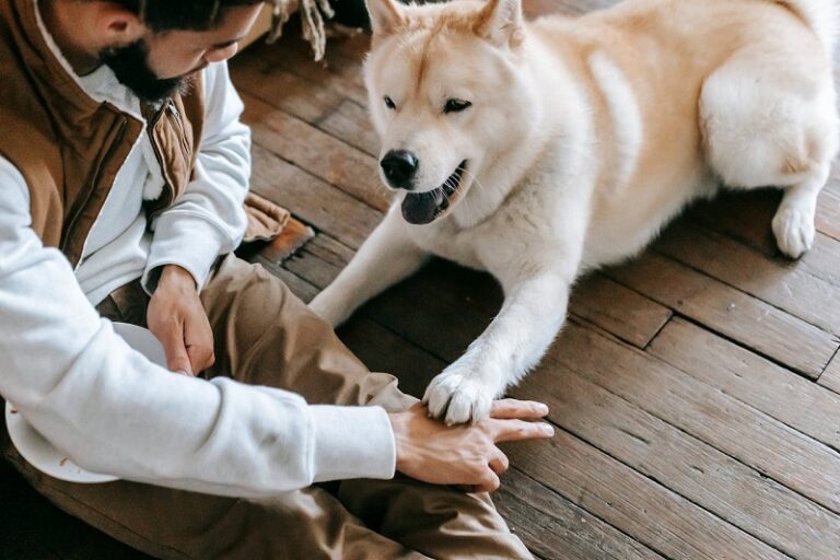 15 Fun & Easy Ways to Mentally Stimulate Your Dog