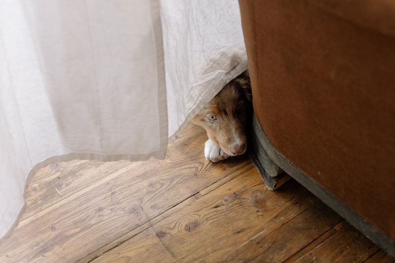 dog hide and seek playing