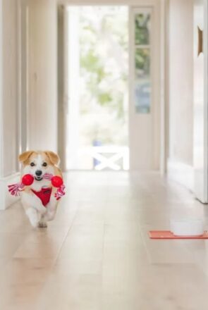 15 Fun & Easy Ways to Mentally Stimulate Your Dog