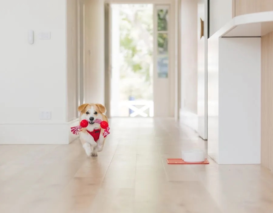 15 Fun & Easy Ways to Mentally Stimulate Your Dog