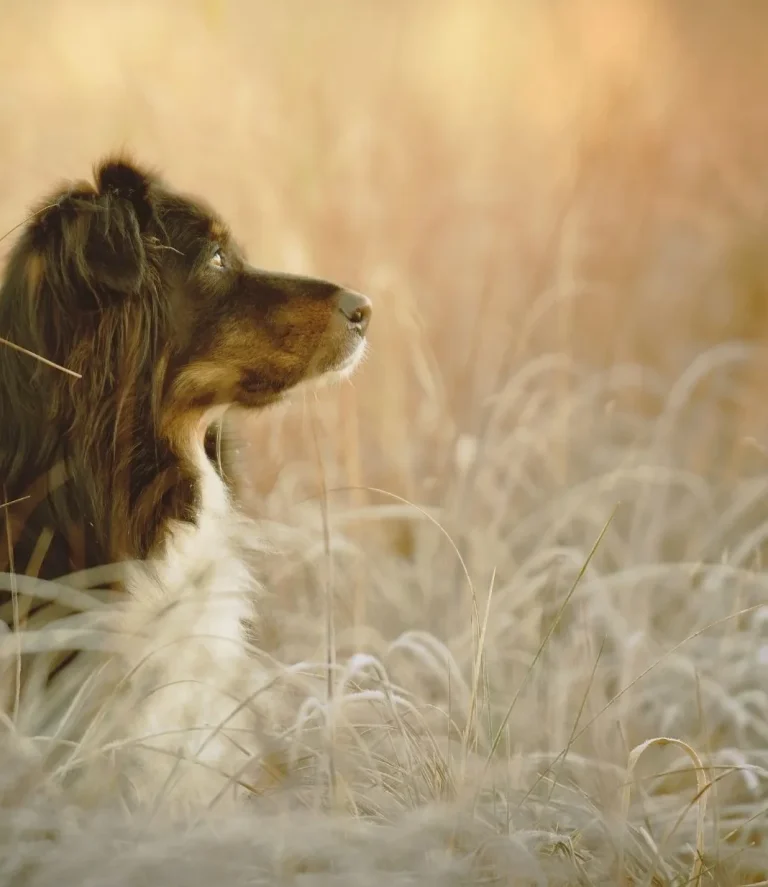 Memorial & Sympathy Dog Poems