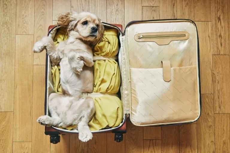 Tips For Flying with a Psychiatric Service Dog