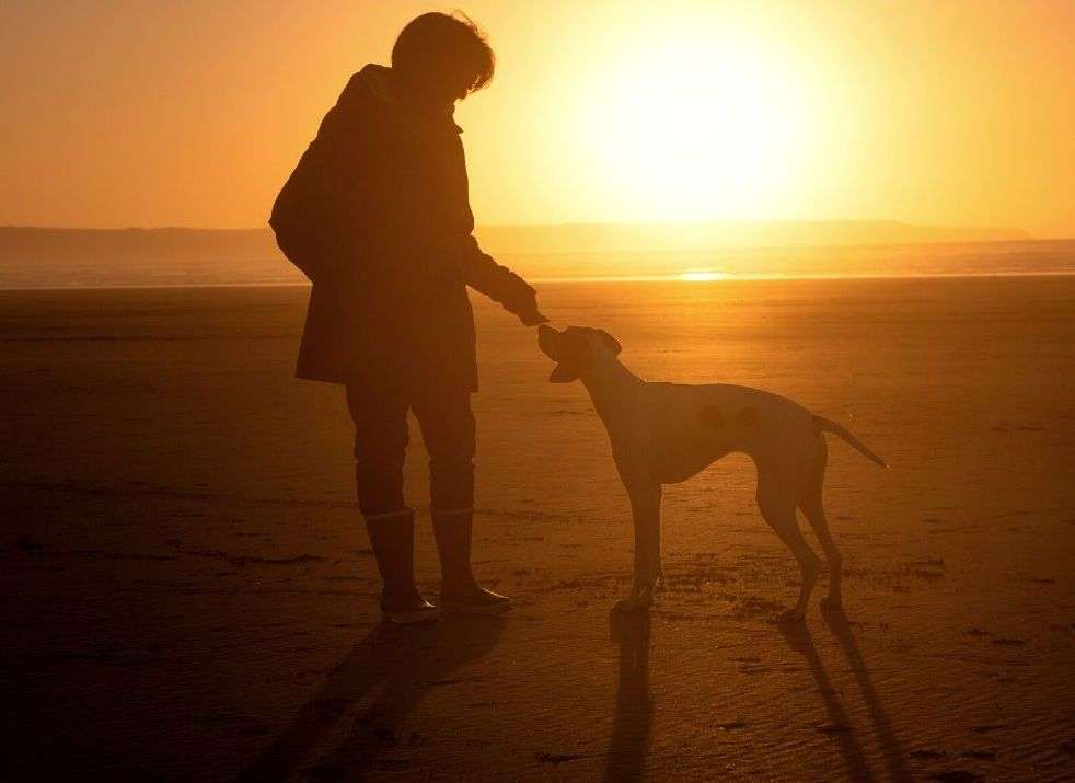 Walking with dog at sunset