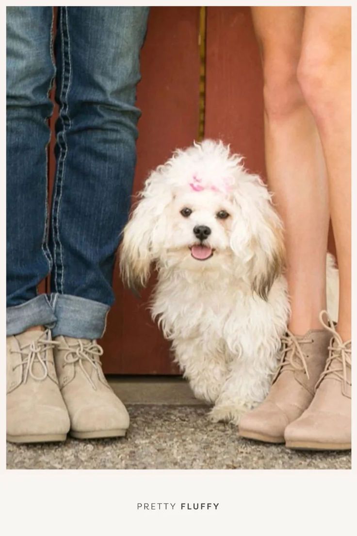 The best ideas on how to include your pet in your proposal and make beautiful memories in the process.