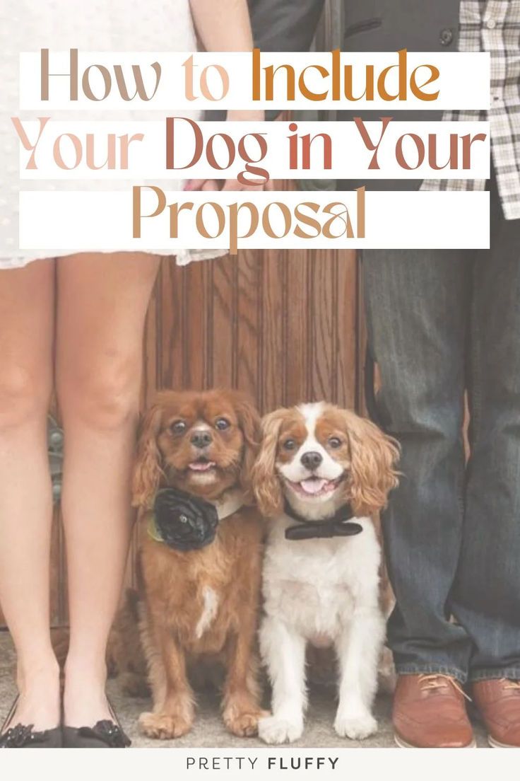 How to Include Your Pet in Your Proposal