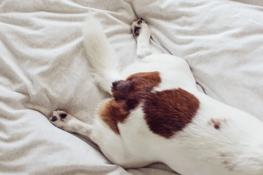 dogs tail - how to read dog tail language