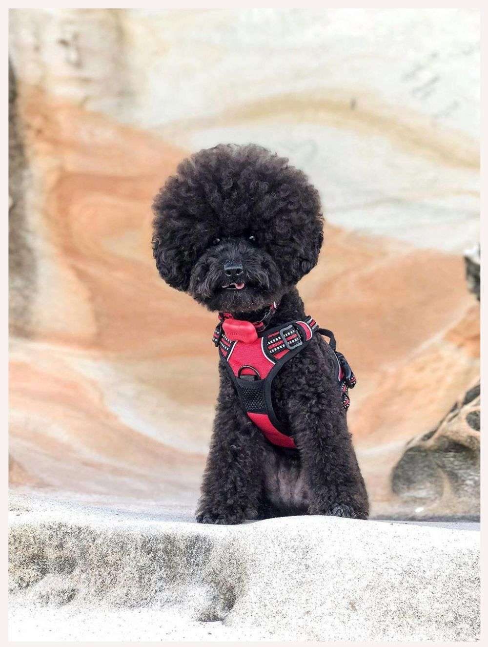 Furbo camera - smart Technology for pets