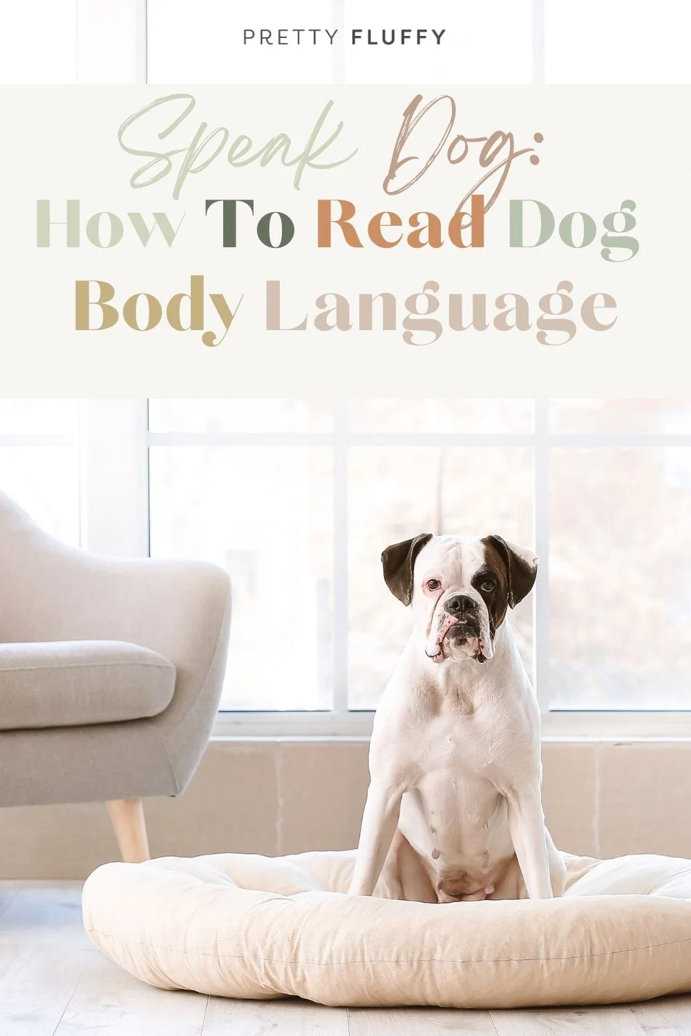 dog posing on a bed - read dog body language