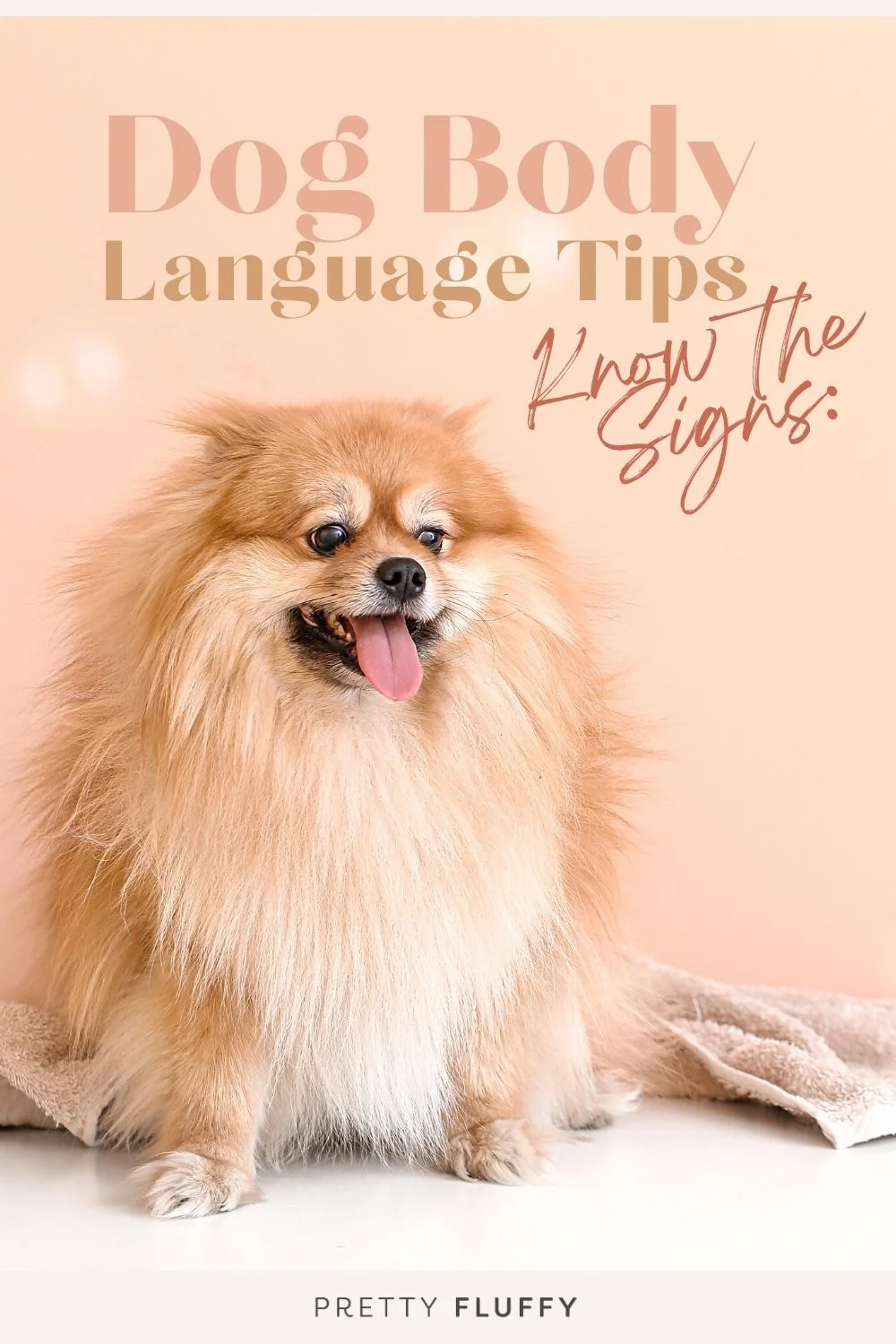 how to read dog body language