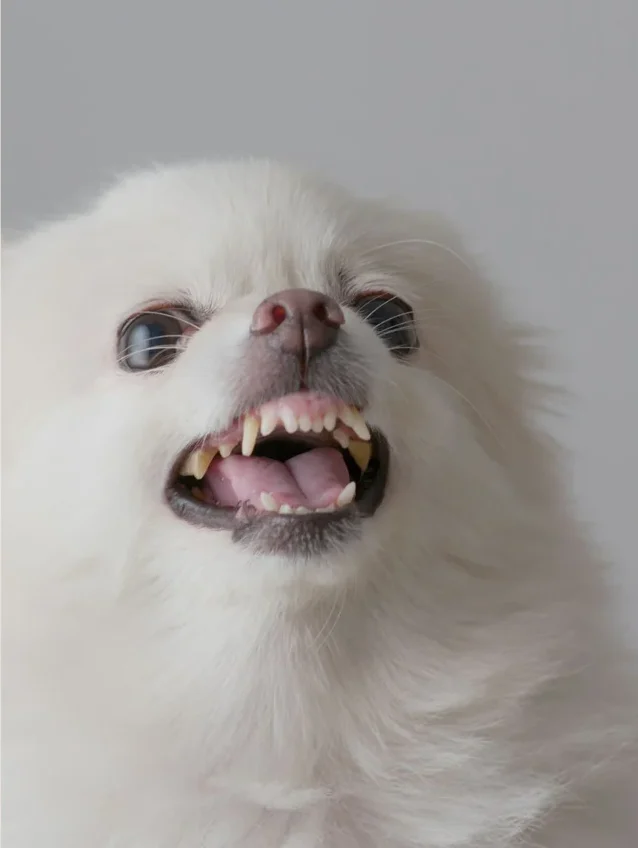dog bearing their teeth