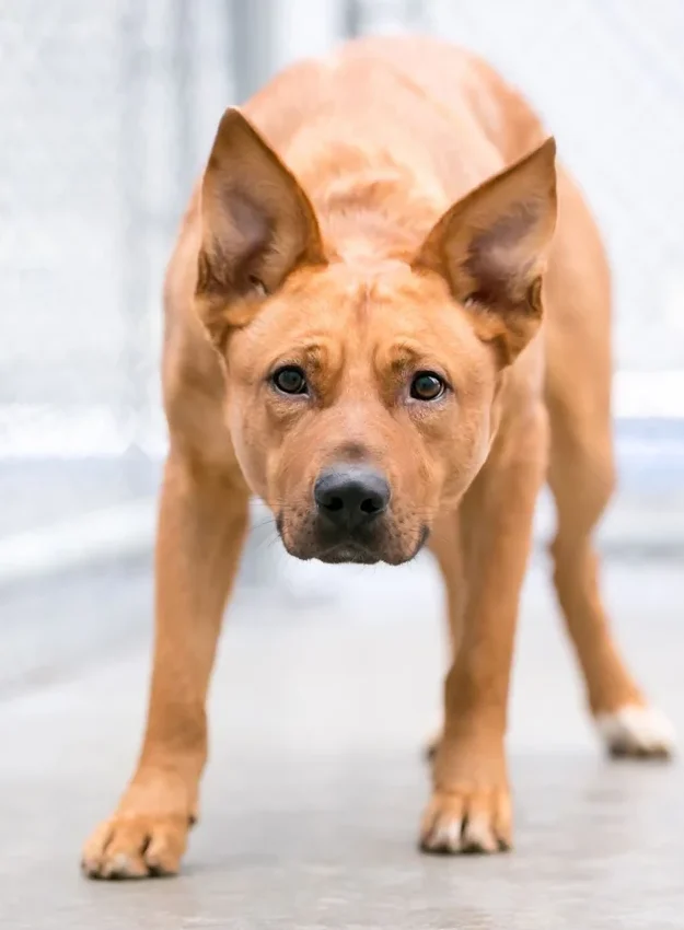 dog in crouching position