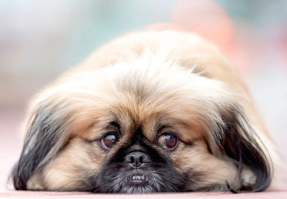 dog looking away with sad eyes 